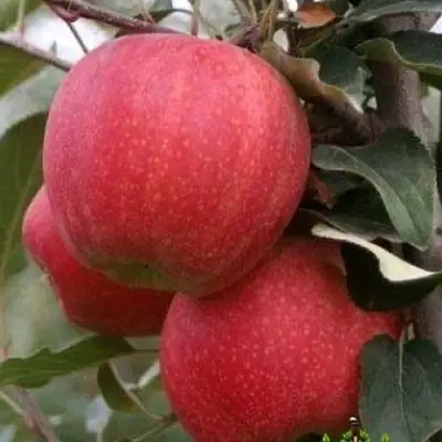 Яблоня ГАЛА ШНИГА в Осиповичах