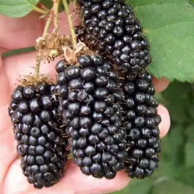 Ежевика ЛОХ НЕСС бесшипная  в Осиповичах