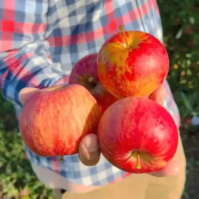 Яблоня КРАСАВИТА в Осиповичах