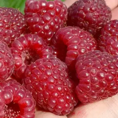 Малина ГИГАНТ РУБИНОВЫЙ в Осиповичах