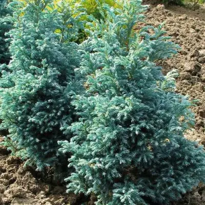 Кипарисовик БУЛЕВАРД горохоплодный в Осиповичах