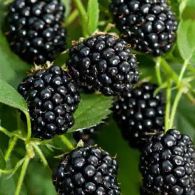 Ежевика КИТАНИНИ бесшипная  в Осиповичах