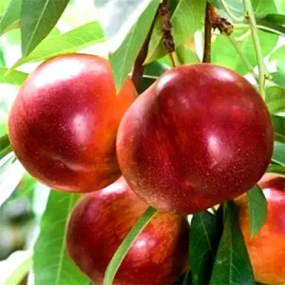 Нектарин СТАРК РЕД ГОЛД в Осиповичах