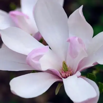 Магнолия ПИНКИ в Осиповичах