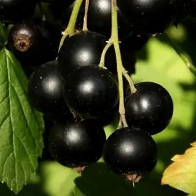 Смородина черная КЛУССОНОВСКАЯ в Осиповичах