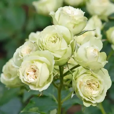 Роза ГРИН ДАЙМОНД миниатюрная в Осиповичах