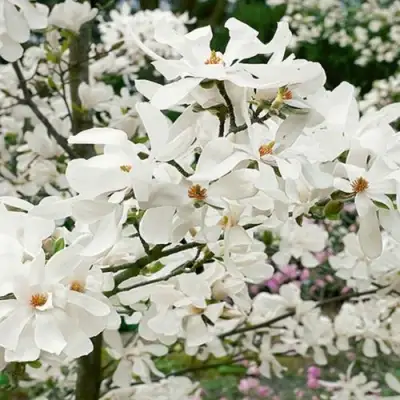 Магнолия ЛЕБНЕРА МЕРРИЛЛ в Осиповичах