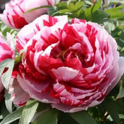 Пион РЕД ВИЗ ПИНК древовидный в Осиповичах