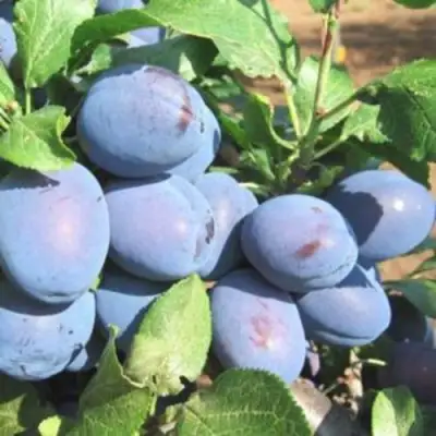 Слива ГИЛЬБЕРТ в Осиповичах