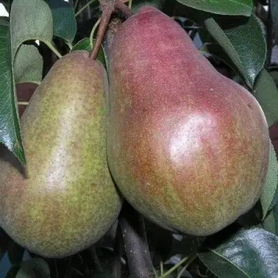 Груша БРЯНСКАЯ КРАСАВИЦА в Осиповичах