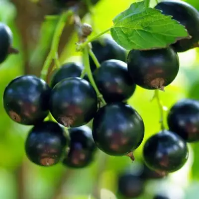 Смородина чёрная ВЕЛОЙ (ЛЕНИНГРАДСКАЯ СЛАДКАЯ) в Осиповичах