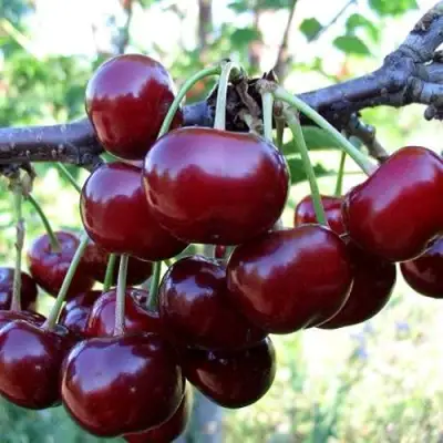 Дюк ЖИВИЦА (ЧЕРЕВИШНЯ) в Осиповичах