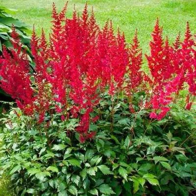 Астильба КОБЛЕНЦ японская в Осиповичах