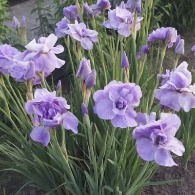 Ирис ИМПЕРИАЛ ОПАЛ сибирский в Осиповичах