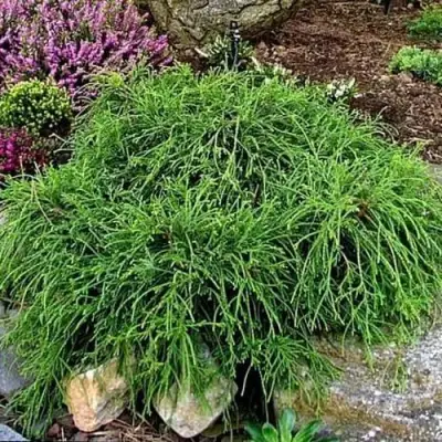 Кипарисовик ФИЛИФЕРА НАНА горохоплодный  в Осиповичах