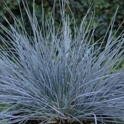 Овсяница АЙСФОГЕЛЬ сизая в Осиповичах