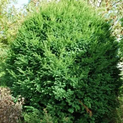 Тис РЕПАНДЕНС ягодный в Осиповичах