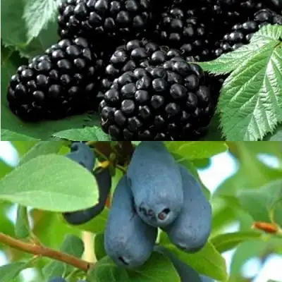 Комплект ЯГОДНЫЙ ДУЭТ в Осиповичах