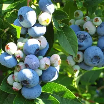 Голубика ДАРРОУ в Осиповичах