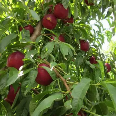 Нектарин ЭКСТРИМ БЬЮТИ в Осиповичах