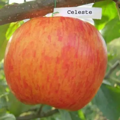 Яблоня ЦЕЛЕСТЕ в Осиповичах