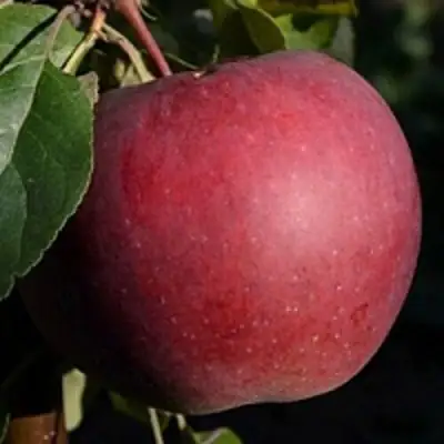 Яблоня БЕЛОРУССКОЕ СЛАДКОЕ в Осиповичах