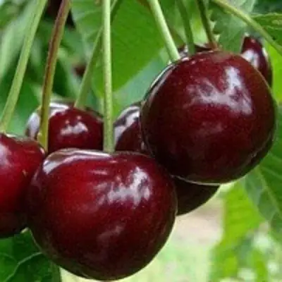 Вишня МИЛАВИЦА в Осиповичах