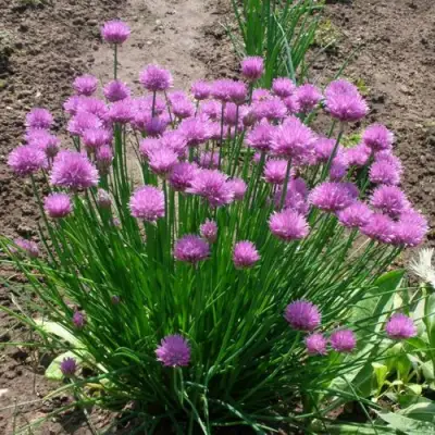 Лук-шнитт в Осиповичах