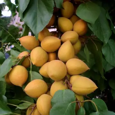 Абрикос МАНИТОБА в Осиповичах