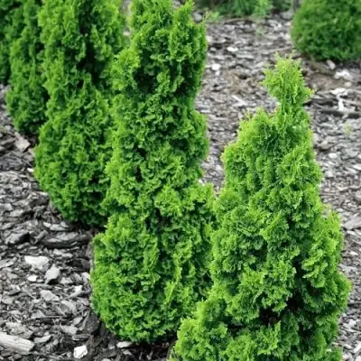 Туя ЗМАТЛИК западная в Осиповичах