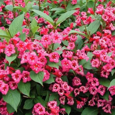 Вейгела БРИСТОЛЬ РУБИ в Осиповичах