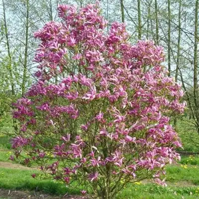 Магнолия СЬЮЗАН в Осиповичах