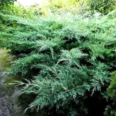 Можжевельник ПФИТЦЕРИАНА ГЛАУКА  средний в Осиповичах