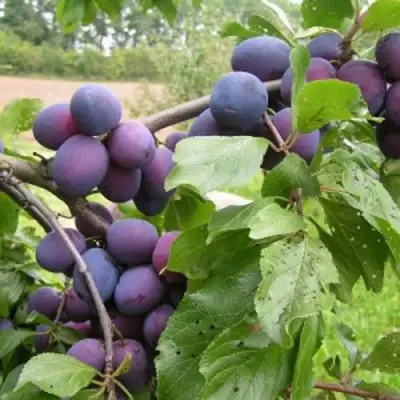 Слива ПЕРДРИГОН в Осиповичах