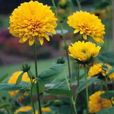 Подсолнечник СОЛЕЙЛ ДЕ ОР в Осиповичах