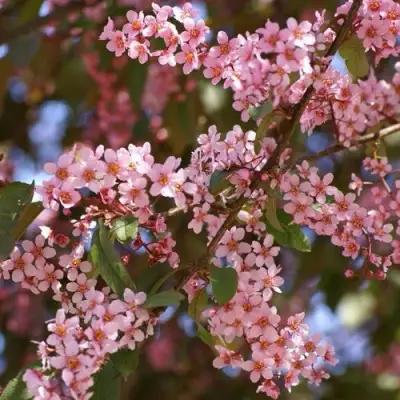 Черемуха КОЛОРАТА в Осиповичах