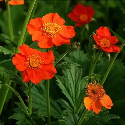 Гравилат БОРИСА в Осиповичах