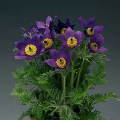 Прострел ПИНВИЛ БЛЮ ШЕЙДЕС в Осиповичах