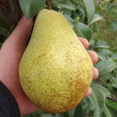 Груша ГЕНЕРАЛ ЛЕКЛЕРК в Осиповичах