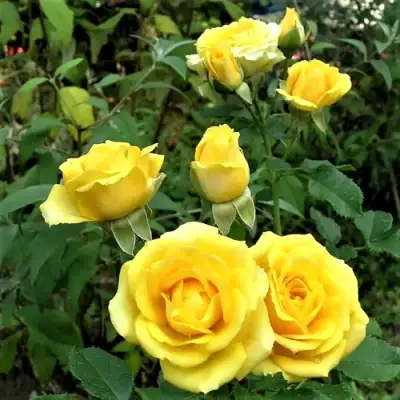 Роза САН СИТИ спрей в Осиповичах