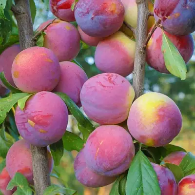 Слива КОЛОННОВИДНАЯ в Осиповичах