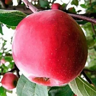 Яблоня КОВАЛЕНКОВСКОЕ в Осиповичах