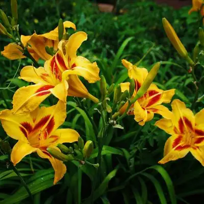 Лилейник БОНАНЗА гибридный в Осиповичах