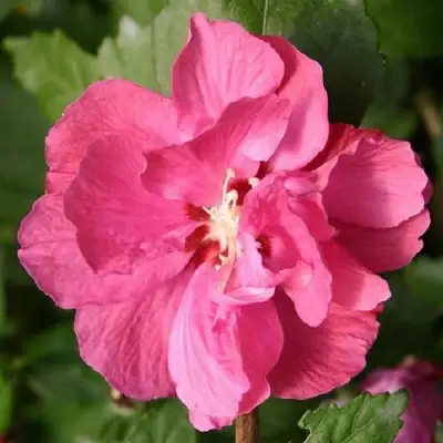 Гибискус ДЮК ДЕ БРАБАНТ сирийский  в Осиповичах