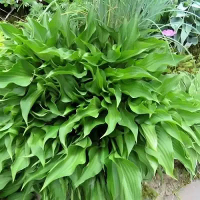 Хоста ГАРРИ ВАН ТРИЕР в Осиповичах