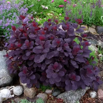 Скумпия РОЯЛ ПЕРПЛ кожевенная в Осиповичах