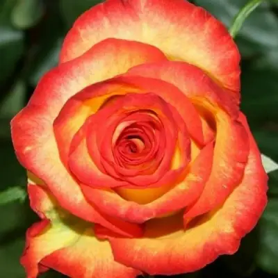 Роза ХАЙ МЭДЖИК чайно-гибридная в Осиповичах