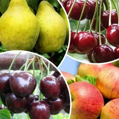 Комплект НАСЛАЖДЕНИЕ в Осиповичах