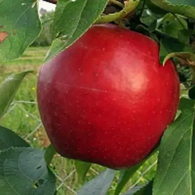 Яблоня РЕДФРИ в Осиповичах