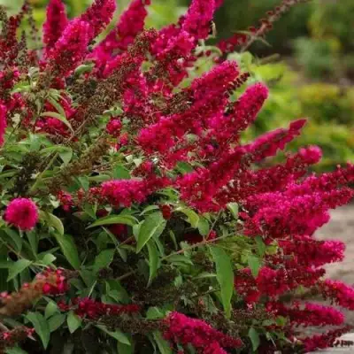 Буддлея давида РОЯЛ РЕД в Осиповичах